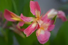 คลีโอพัตรา แดงชมพู Cleopatra red pink 6.JPG