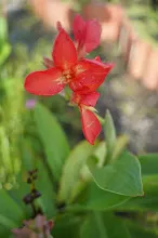 คลีโอพัตรา แดงชมพู Cleopatra red pink 9.JPG