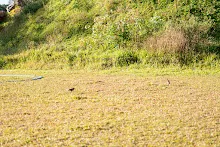 DSC04452.jpg