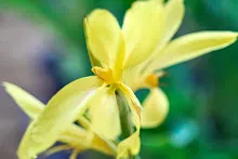 เหลืองประกายดาว Yellow freckle 2.jpg