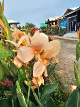 680424 ดอกพุทธรักษาในสวนครอบครัวน่ารัก 472.jpg
