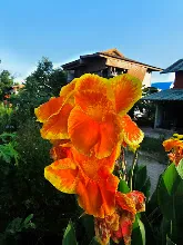ส้มราชันย์ Orange King Humbert 9.jpg