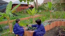 680308 สมุนพระราม ทดสอบ pH ของดินด้วยน้ำสะกัดดอกอัญชัน 10.jpg