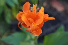 สีอำไพ Seeumpai 4.JPG