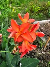 คลีโอพัตรา ส้ม Cleopatra orange 15.jpg