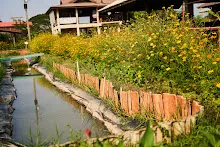680218 สมุนพระราม เพาะควบแน่น เมล็ดพุทธรักษาที่ได้ผสมพันธุ์ข้ามสี  51.jpg