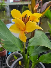 เหลืองอุบล Ubon Yellow 13.jpg