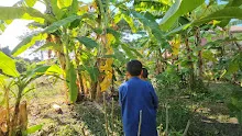 671130 นร.สมุนพระราม ฉีดพ่นจุลินทรีย์ B16 รักษากล้วยตายพราย  17.jpg