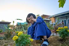 680608 สมุนพระรามเก็บเมล็ดพันธุ์ดอกไม้กินได้ที่สวน ไปขนดินปลูก 16.jpg
