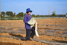 670120 สมุนพระรามเรียน ปวช ช่วยสะสางผักตบจากบุ่ง สสษ.ใส่ปุ๋ยแปลงแตงโมริมมูล 75.jpeg