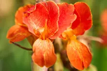 ส้มพันช์ Orange punch 12.jpg