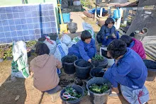 680608 สมุนพระรามเก็บเมล็ดพันธุ์ดอกไม้กินได้ที่สวน ไปขนดินปลูก 119.jpg