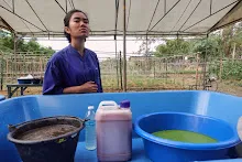 671213 ภาพ การเลี้ยงผำในอ่างพลาสติก ปสช.บิวตี้ บอส 50.jpg