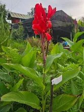 วิหคชาด Red bird 7.jpg