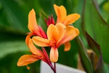 นางฟ้าสีส้ม Orange angle 1.jpg
