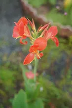 คลีโอพัตรา ส้ม Cleopatra orange 10.JPG