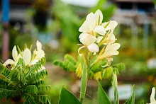ขาวธรรมดา Tropical white 5.jpg