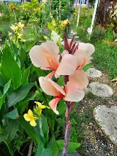 เมลินดา Melinda 10.jpg