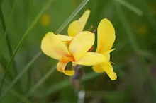 นกเหลือง Yellow bird 2.JPG