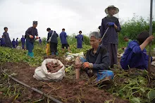 680623  เด็กสมุนพระรามร่วมทำงานขุดมันเทศ ในวันนบวร 92.jpeg