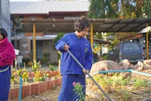 680110 สมุนพระราม ทำ 5 ส ปลูกต้นองุ่น ปรับปรุงแปลงดอกไม้ 73.jpg