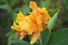 ทองอรุณ Golden morning 7.JPG
