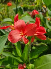 คลีโอพัตรา แดงชมพู Cleopatra red pink 18.jpg