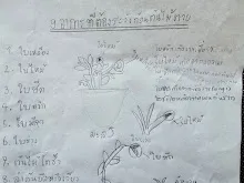680221 สมุนพระรามหัดสังเกต 9 อาการผิดปกติของพืช 4.jpg