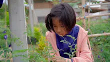 680308 สมุนพระราม ทดสอบ pH ของดินด้วยน้ำสะกัดดอกอัญชัน 9.jpg