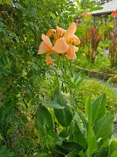 ไม่ท้อ Peach pastel 13.jpg