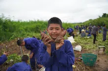 680623  เด็กสมุนพระรามร่วมทำงานขุดมันเทศ ในวันนบวร 60.jpeg