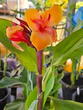 ส้มอุบล Ubon Orange 17.jpg