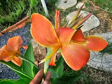 ส้มแสงสว่าง Orange Light 7.jpg