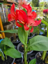 แดงประการัง Coral Red 6.jpg