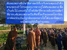 680209 เดินตามรอยโพธิสัตว์ งานพุทธาฯปฐมอโศก ต้นทองหลาง สังเคราะห์แสง 40.jpeg
