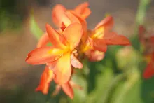 คลีโอพัตรา ส้ม Cleopatra orange 1.JPG