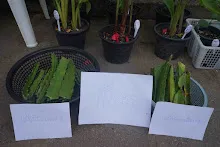 680720 สมุนพระราม ฝึกพาณิชย์บุญนิยม ขายสินค้า อุทยานบุญนิยม 6-2568 625.jpeg