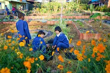 680608 สมุนพระรามเก็บเมล็ดพันธุ์ดอกไม้กินได้ที่สวน ไปขนดินปลูก 48.jpg