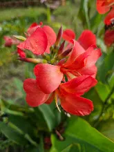แดงประการัง Coral Red 1.jpg