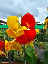 คลีโอพัตราสองสี 30.jpg
