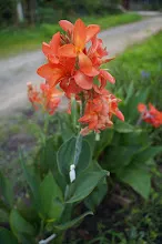 คลีโอพัตรา ส้ม Cleopatra orange 14.JPG