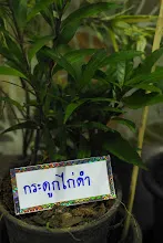 680322 ตลาดนัดวิชาการ สส.ธ. 237.jpeg