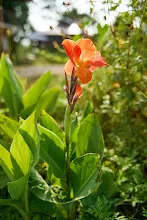 ส้มพันช์ Orange punch 15.jpg