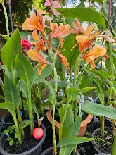 แสงอำพัน Amber light 18.jpg