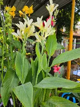 ขาวธรรมดา Tropical white 19.jpg