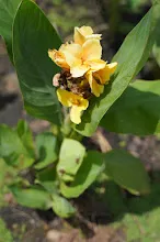 เหลืองอุบล Ubon Yellow 7.JPG