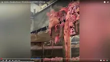 การฆ่าหมูที่สกปรก โหดเหี้ยม Inside a Slaughterhouse  EXPOSES Suffering! มีซับ.mp4