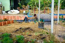 671220  ดูแลสวน ช่วยขุดดินเชื่อมคลองไส้ไก่ สสธ.ม.2 ทดลองต่อเชื้อจุลินทรีย์สังเคราะห์แสงด้วยพืช 43.jpg