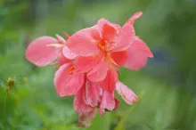 ชมพูภุมรัตน์ Coral pink 5.JPG