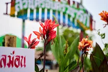 680424 ดอกพุทธรักษาในสวนครอบครัวน่ารัก 60.jpg